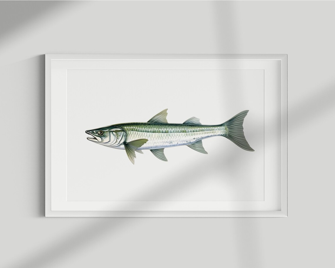 Barracuda Vintage Illustration Art Print