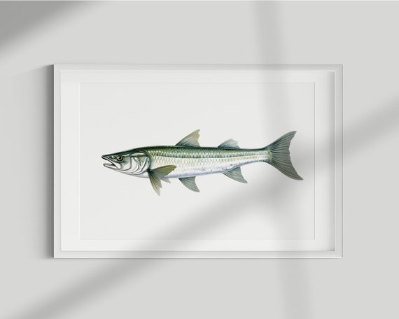 Barracuda Vintage Illustration Art Print