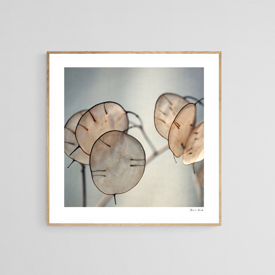 Lunaria Photograph, Botanical Floral Art Print