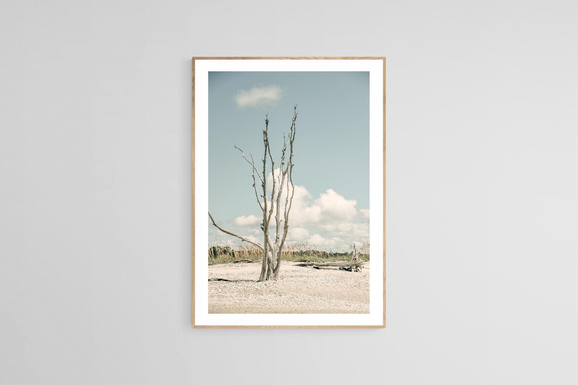The Lost Island, South Carolina Coastal Landscape