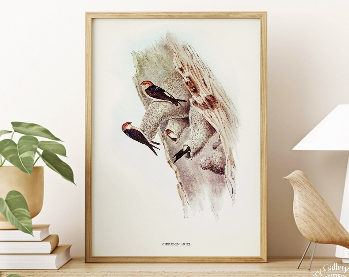 Vintage Fairy Martin Swallows Mud Nest Antique Bird Illustration Art