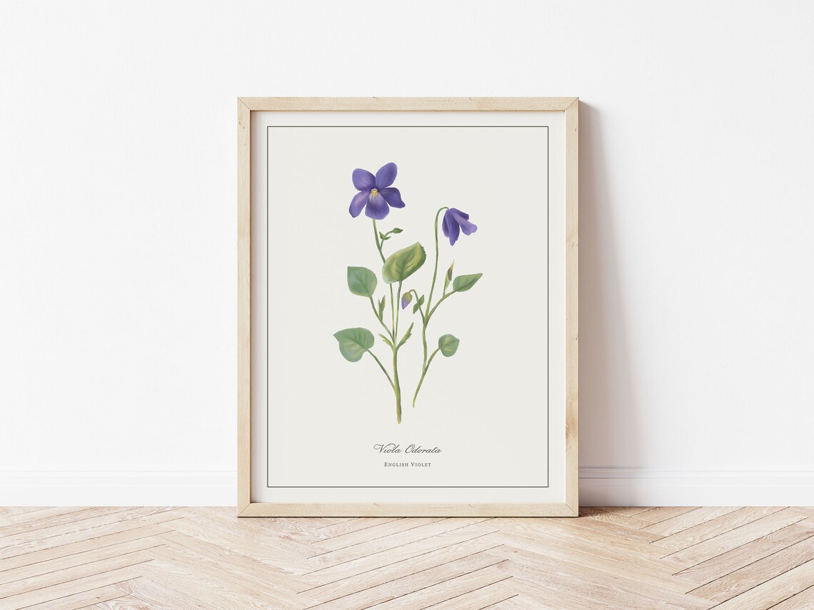 English Violet Botanical Illustration Art Print
