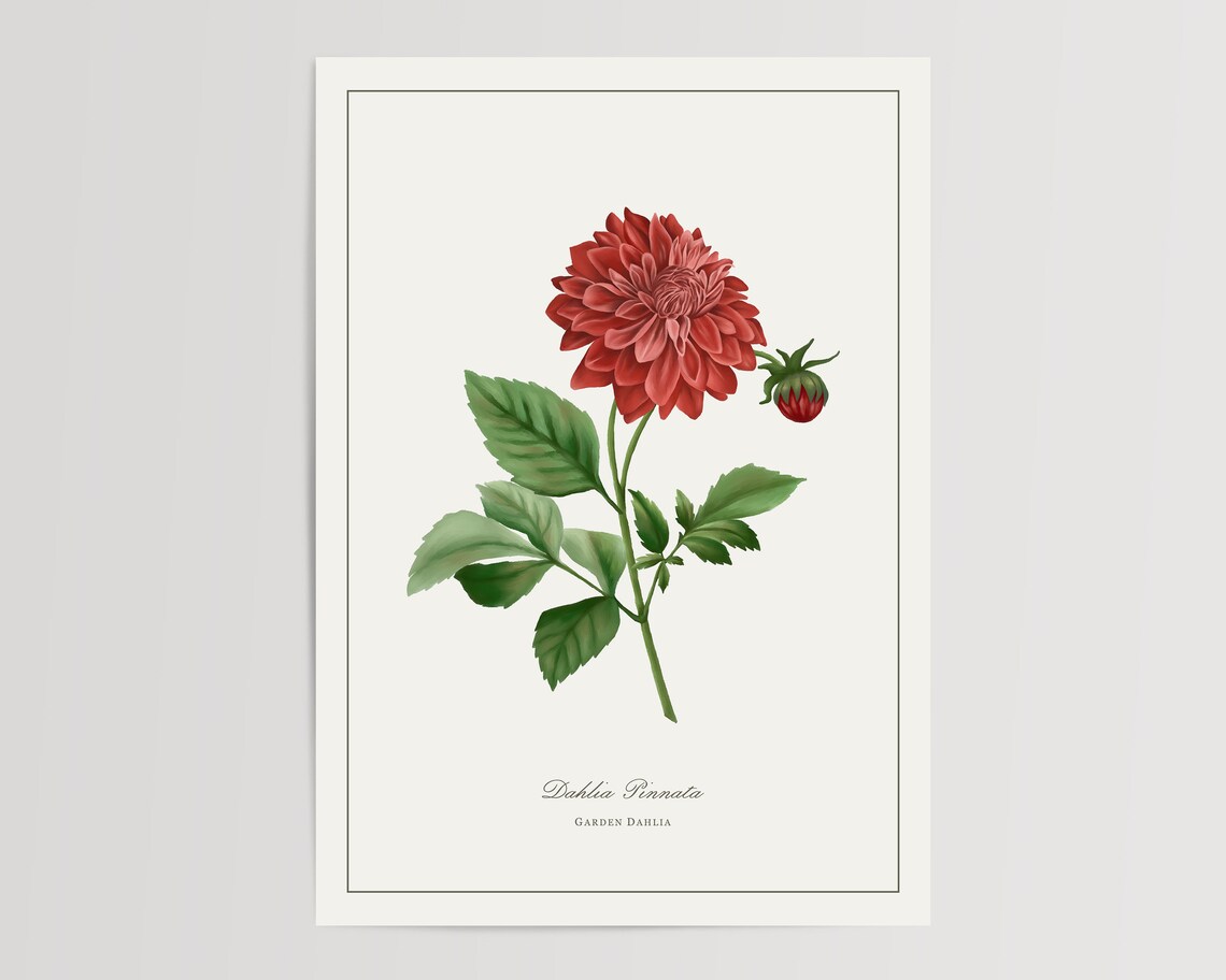 Garden Dahlia Watercolour Art Print, Floral Home Decor