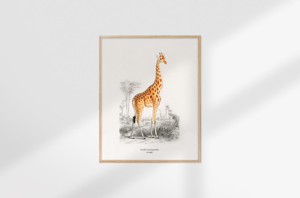 Giraffa Camelopardalis Vintage Giraffe Natural History Art Poster - Image 2