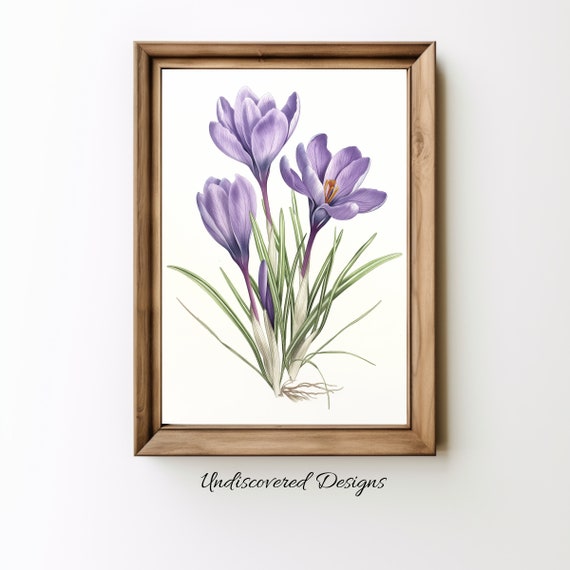 Vintage Crocus Painting Elegant Antique Botanical Print