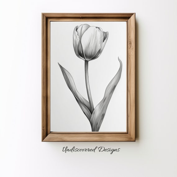 Tulip Botanical Sketch Art Print Vintage Pencil Drawing Wall For Home Dcor