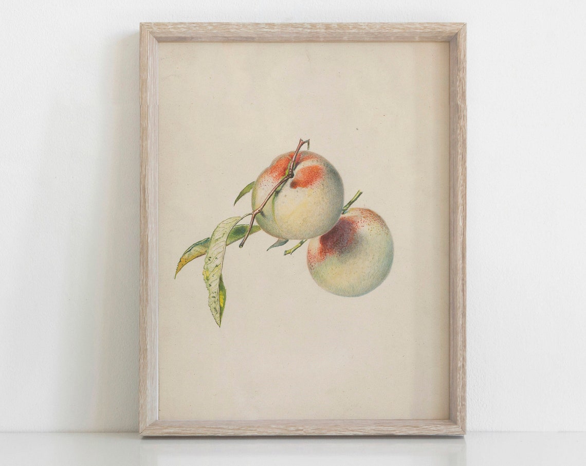 Vintage Apples Botanical Still Life Sketch Neutral Farmhouse Poster - Image 2