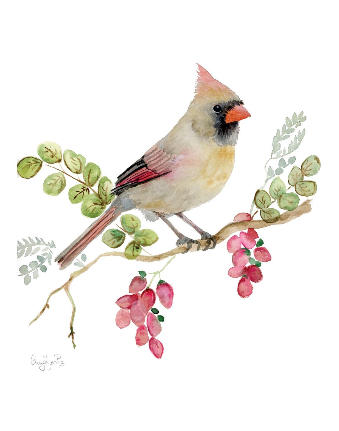 Female Northern Cardinal Watercolor Pink Blossom Bird Art Poster