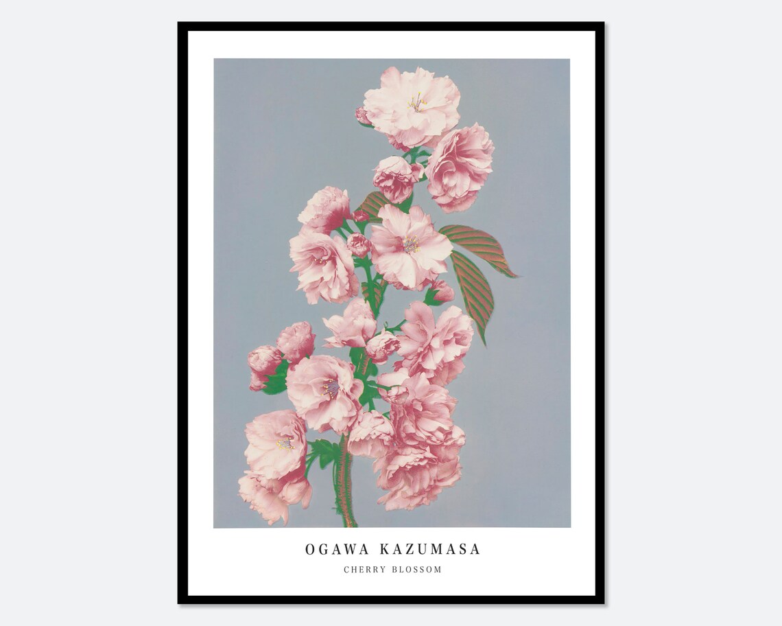Ogawa Kazumasa Cherry Blossom Vintage Japanese Spring Flower Poster