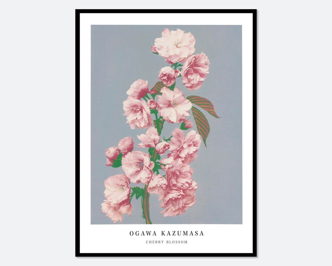 Ogawa Kazumasa Pink Cherry Blossom Flowers Vintage Japanese Photograph Botanical Art Print Antique Japanese Floral Painting Poster Ok05