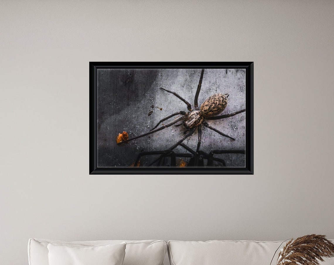 Wolf Spider On Concrete Dramatic Macro Nature Portrait Poster
