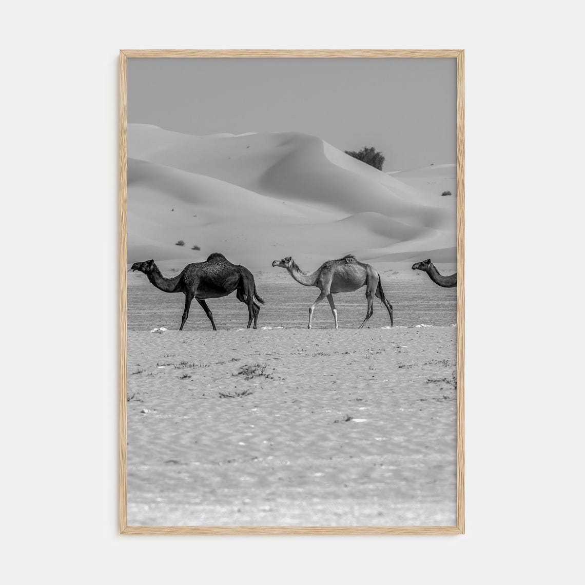 Camel Caravan Crossing Desert Dunes Black and White Photography Poster