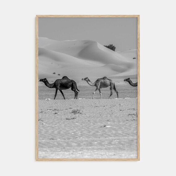 Camel Caravan Crossing Desert Dunes Black and White Photography Poster