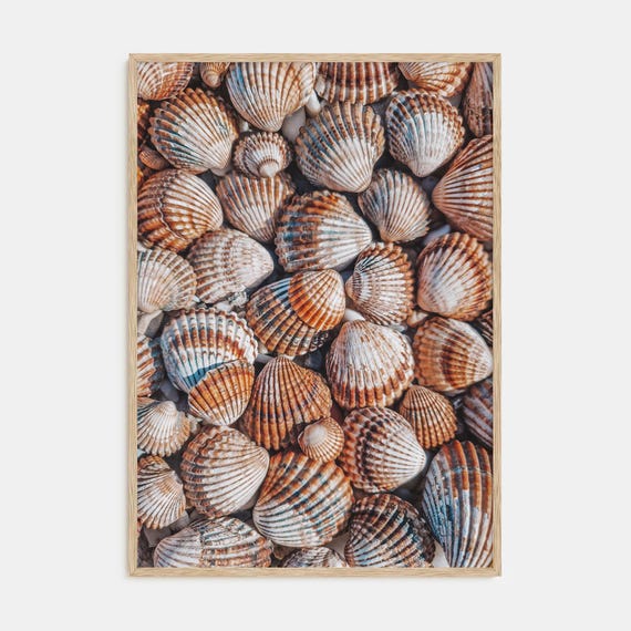 Fine Art Seashells Print Coastal Wall Art Decor Color Photography Poster For Beach Lovers Nautical Home Decor