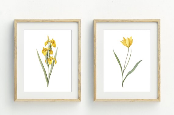 Yellow Iris And Tulip Watercolor Botanical Spring Floral Set Wall Art Print