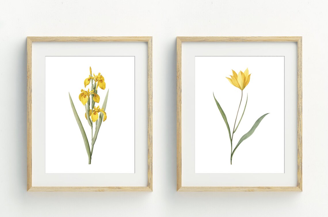 Yellow Iris And Tulip Watercolor Botanical Spring Floral Set Wall Art Print