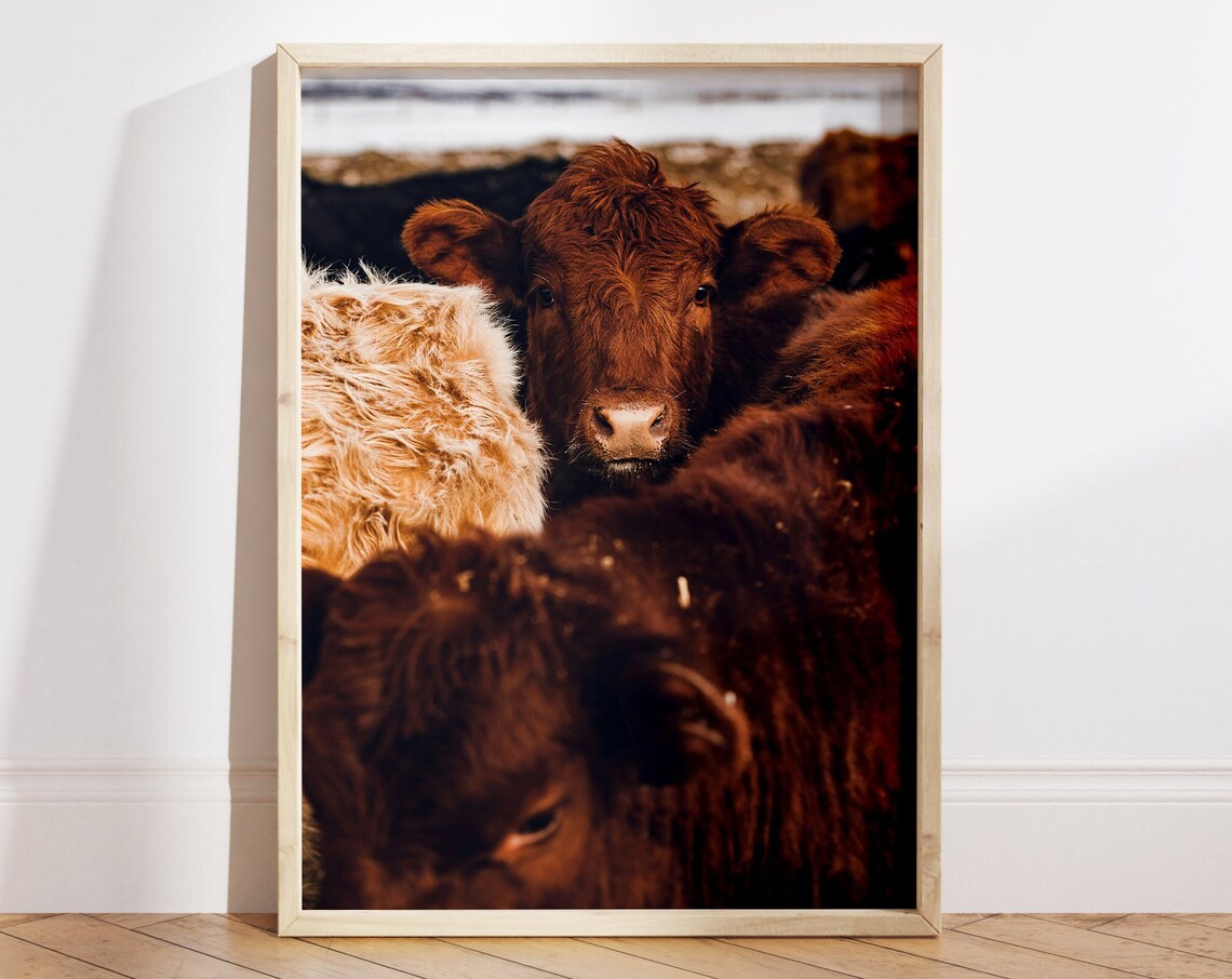 Highland Cow Peeking Over the Herd Funny Close Up Cattle Wall Art
