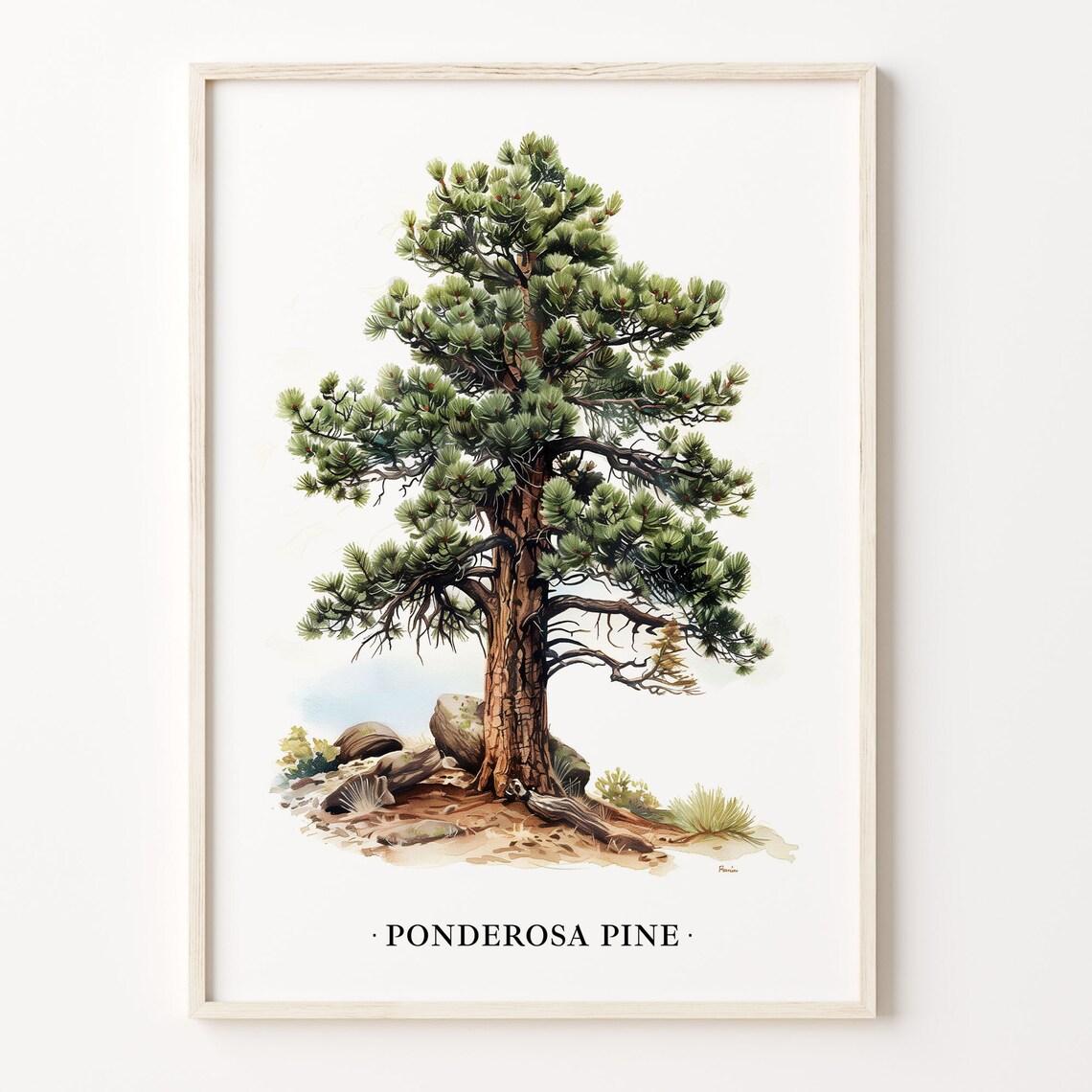 Ponderosa Pine Tree Art Print, Nature Decor