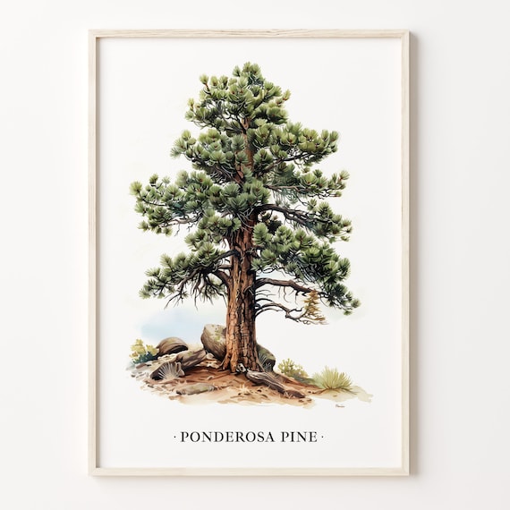 Ponderosa Pine Tree Art Print, Nature Decor