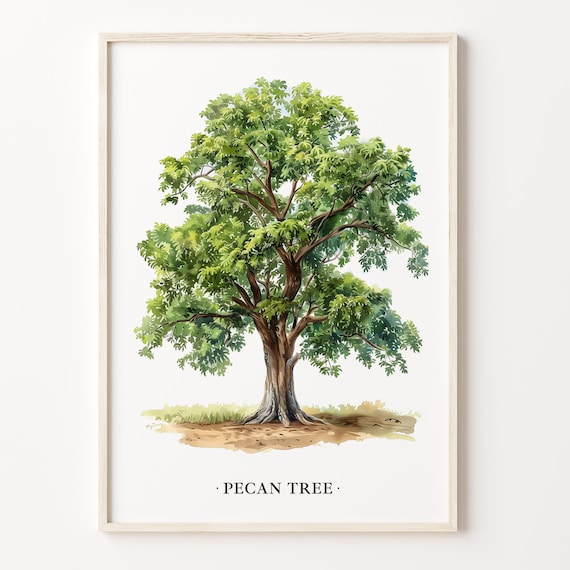 Pecan Tree Botanical Art Print, Rustic Farmhouse Decor