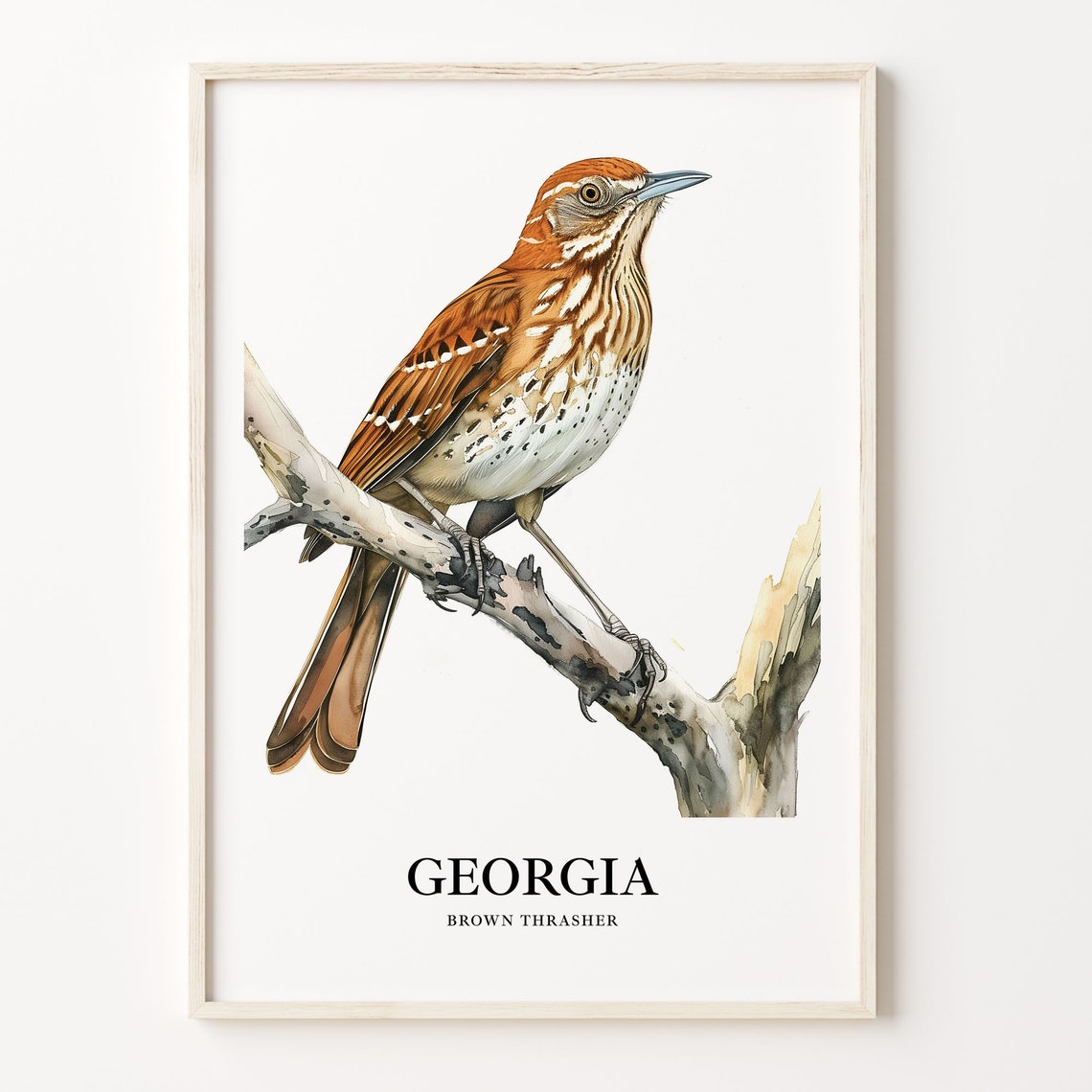 Rusty Georgia Brown Thrasher Watercolor Bird Illustration Poster