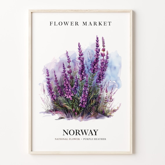 Norway National Flower 1960s Wall Art Print
