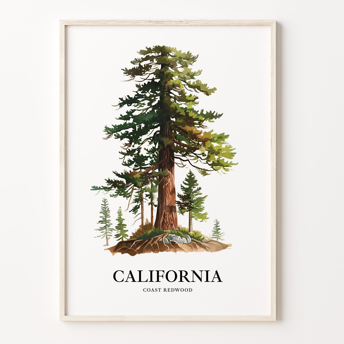 California State Tree Coast Redwood Botanical Art Print