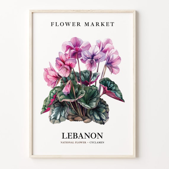 Lebanon National Flower Cyclamen Botanical Art Print