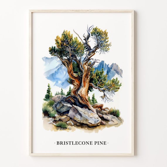 Bristlecone Pine Tree Art Print Bristlecone Pine Wall Art Nature Poster Rustic Home Decor Tree Artwork C31 449