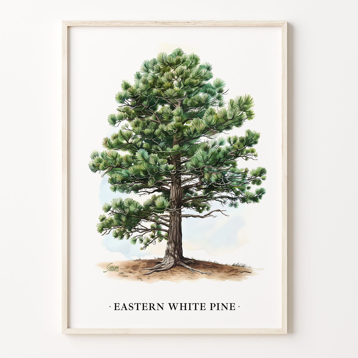 Eastern White Pine Tree Art Print, Botanical Poster
