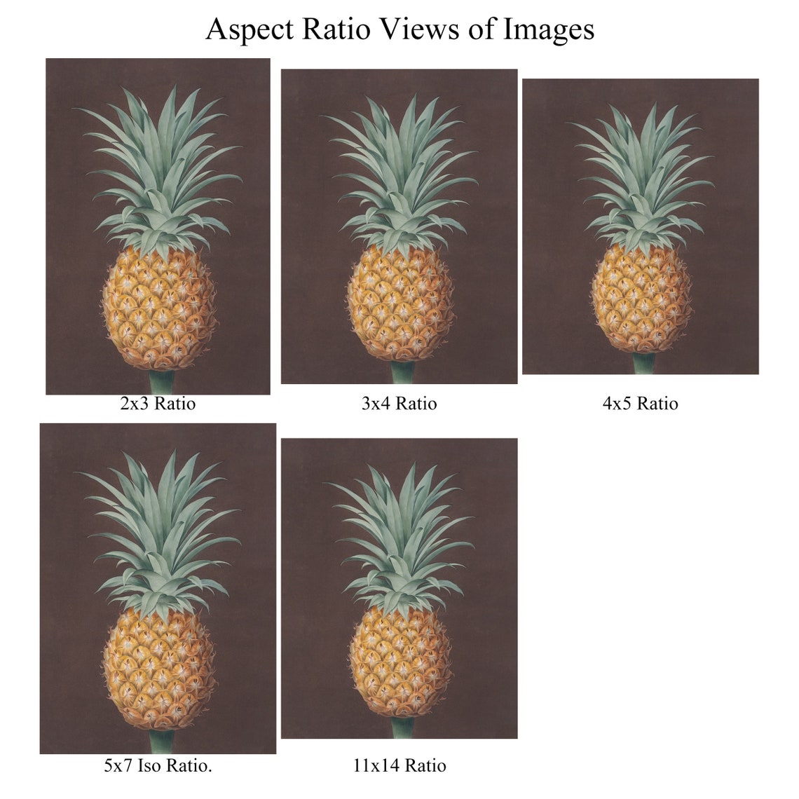 Antique Pineapple Botanical Still Life Moody Dark Background Poster - Image 2