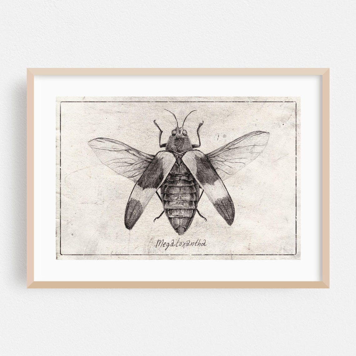 Insect Print Nature Wall Art Vintage Framed Botanical Home Decor Sketch Poster Illustration Fine Black And White Drawing