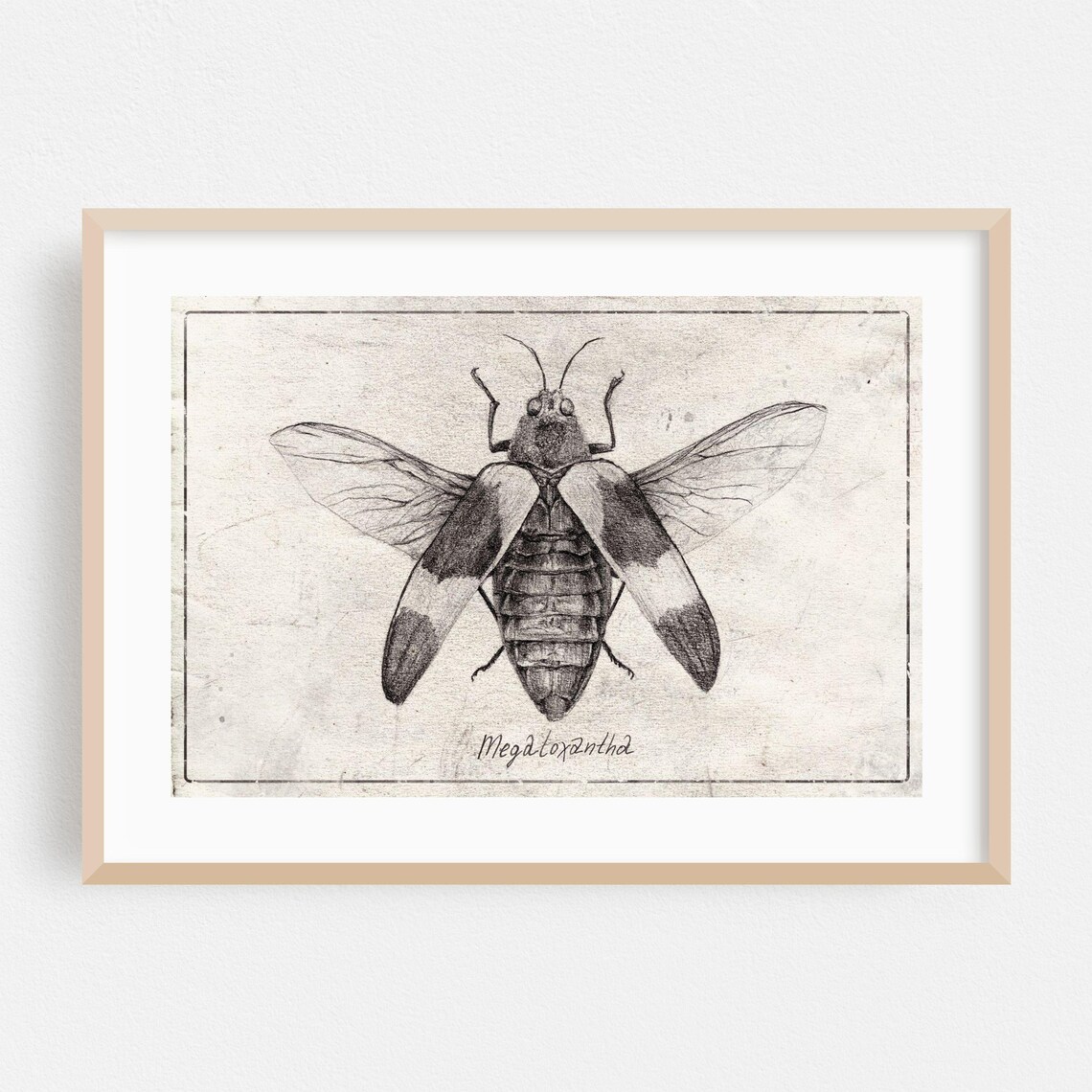 Vintage Beetle Entomology Sketch Poster of Megaloxantha on Aged Paper