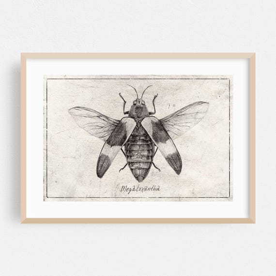Insect Print Nature Wall Art Vintage Framed Botanical Home Decor Sketch Poster Illustration Fine Black And White Drawing