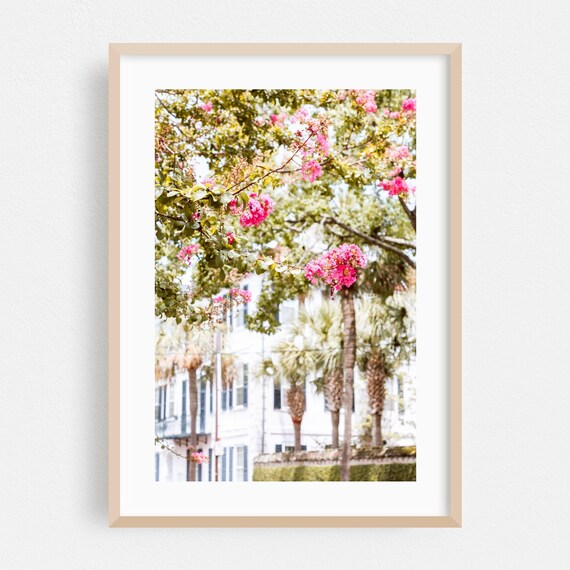 Charleston Pink Crepe Myrtle Blossom Street Southern Charm Poster
