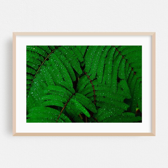 Nature Print Botanical Wall Art Tropical Framed Forest Home Decor Photography Poster Ferns Fine