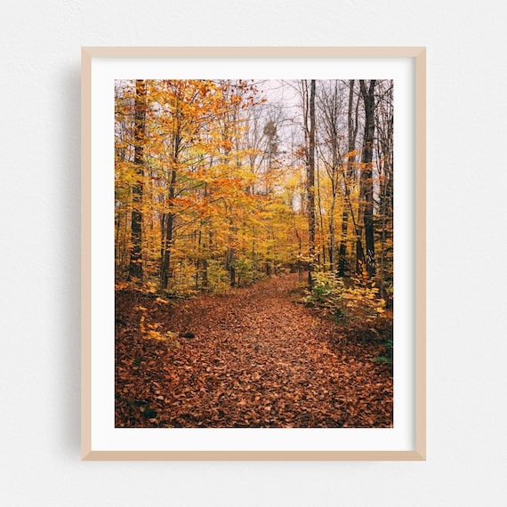 Autumn Forest Path Covered In Golden Fallen Leaves Nature Poster