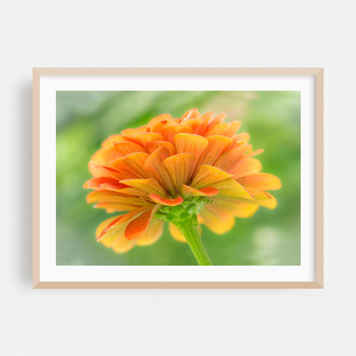 Vibrant Orange Zinnia Flower Close-Up Macro Photography Poster