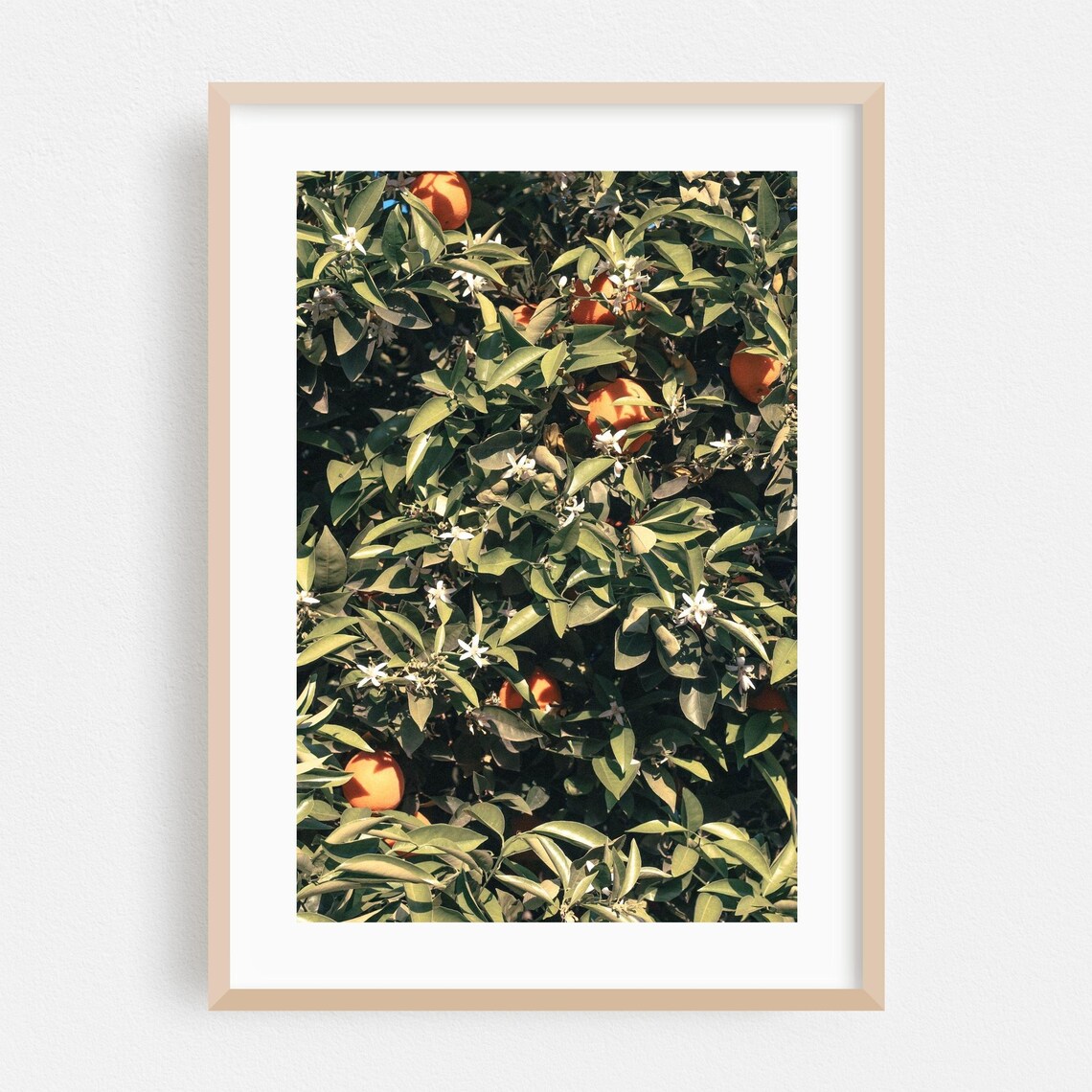 Orange Tree Citrus Fruit Sunlit Grove Botanical Photo Art Poster
