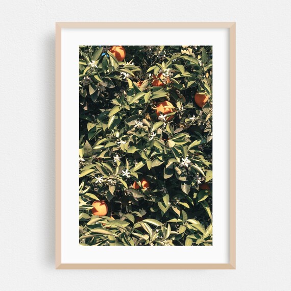 Visalia Print Wall Art Botanical Framed Fruit Home Decor Nature Poster Garden Fine Floral Tropical Summer
