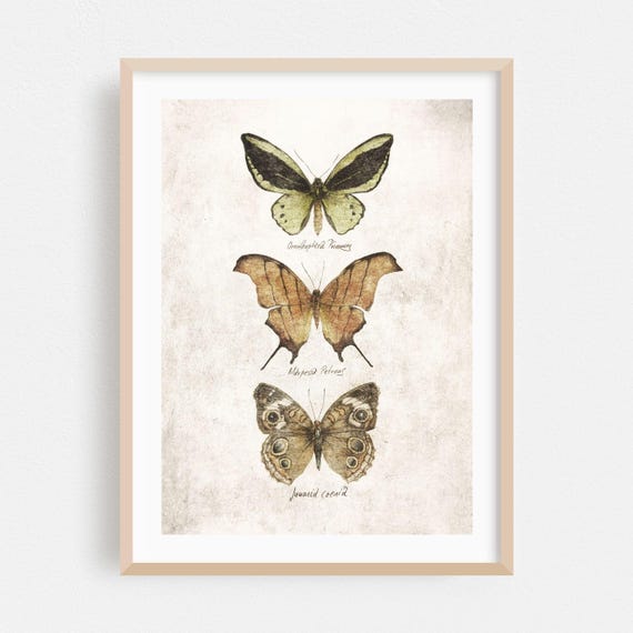 Botanical Print Nature Wall Art Vintage Framed Floral Home Decor Illustration Poster Drawing Fine Butterflies Iv