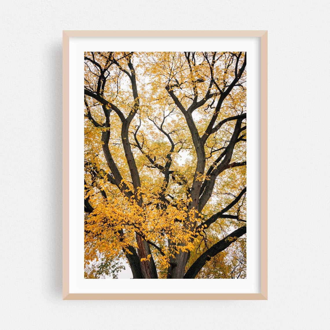 Autumn Tree Canopy Golden Yellow Leaves Fall Nature Photo Poster