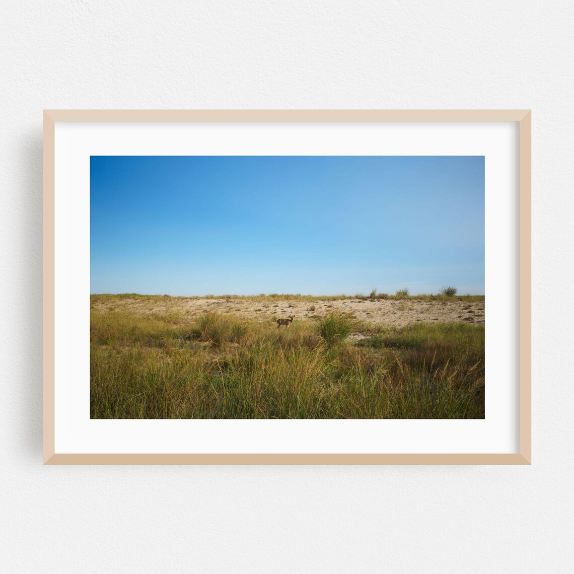 Deer In Coastal Grass Dunes Photo Poster Blue Sky Nature Wildlife