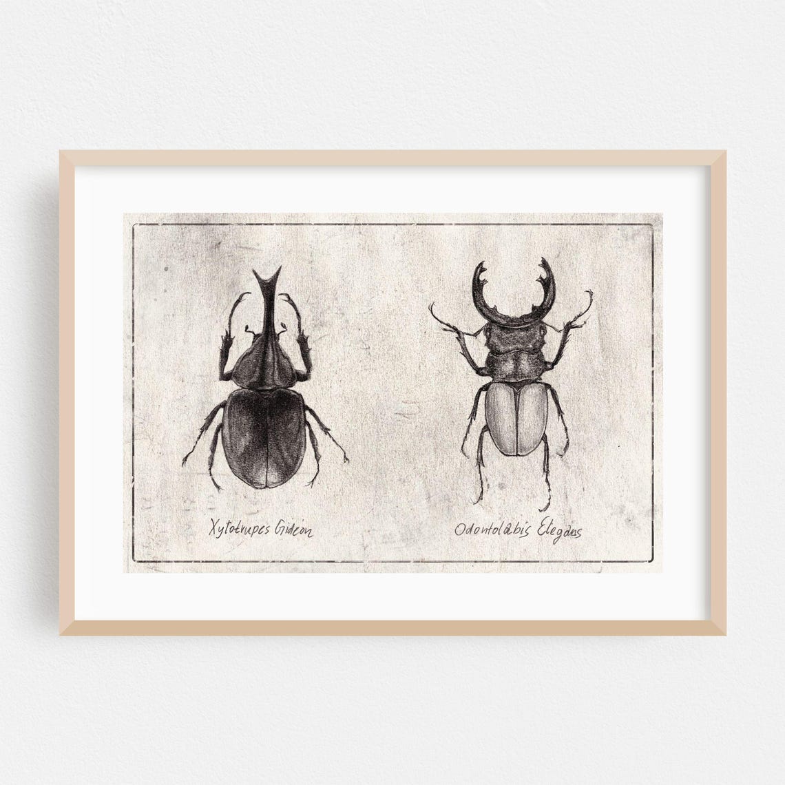 Beetle Engraving Sketch Black And White Xylotrupes Gideon Wall Art