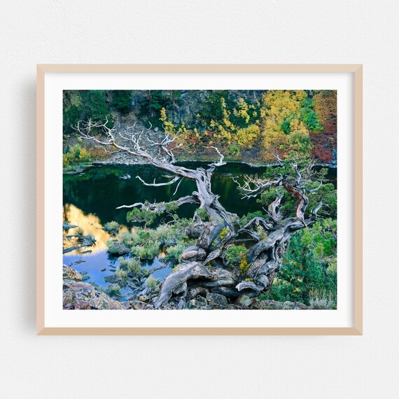 Gnarled Juniper Tree Beside a Still Autumn Lake Fall Art Print