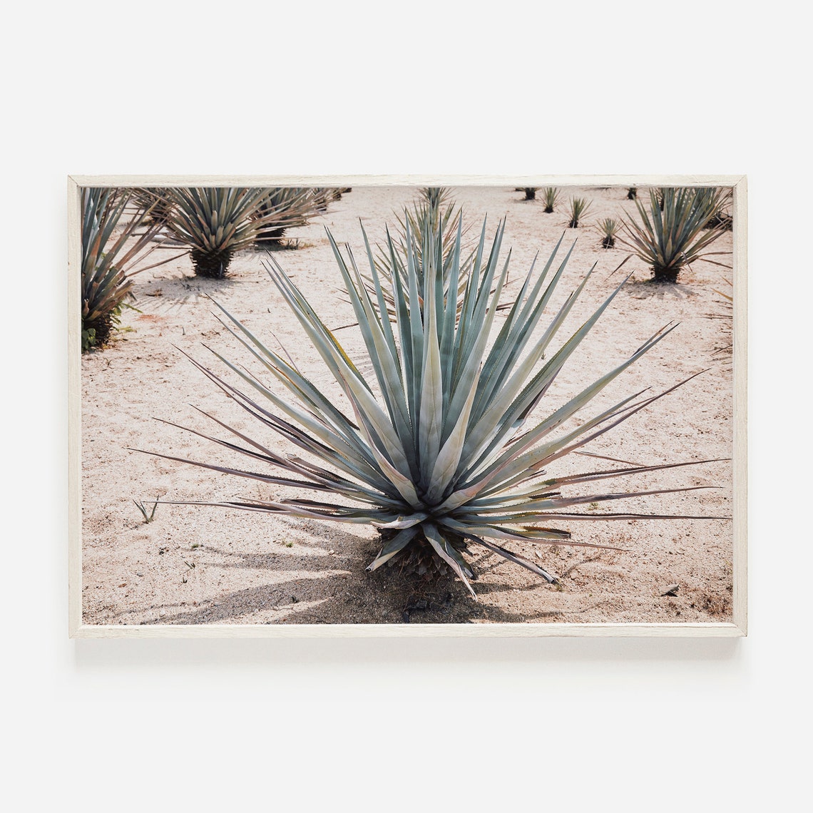 Blue Agave Field Rows Tequila Ranch Desert Farm Photography Poster