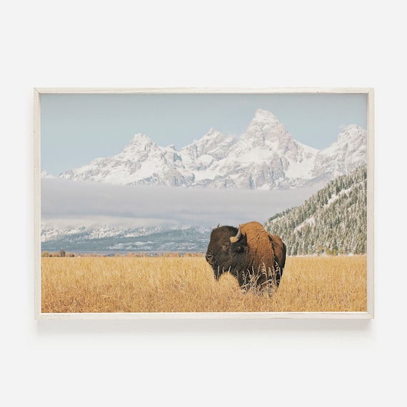 Bison With Teton Mountains Wildlife Art Print