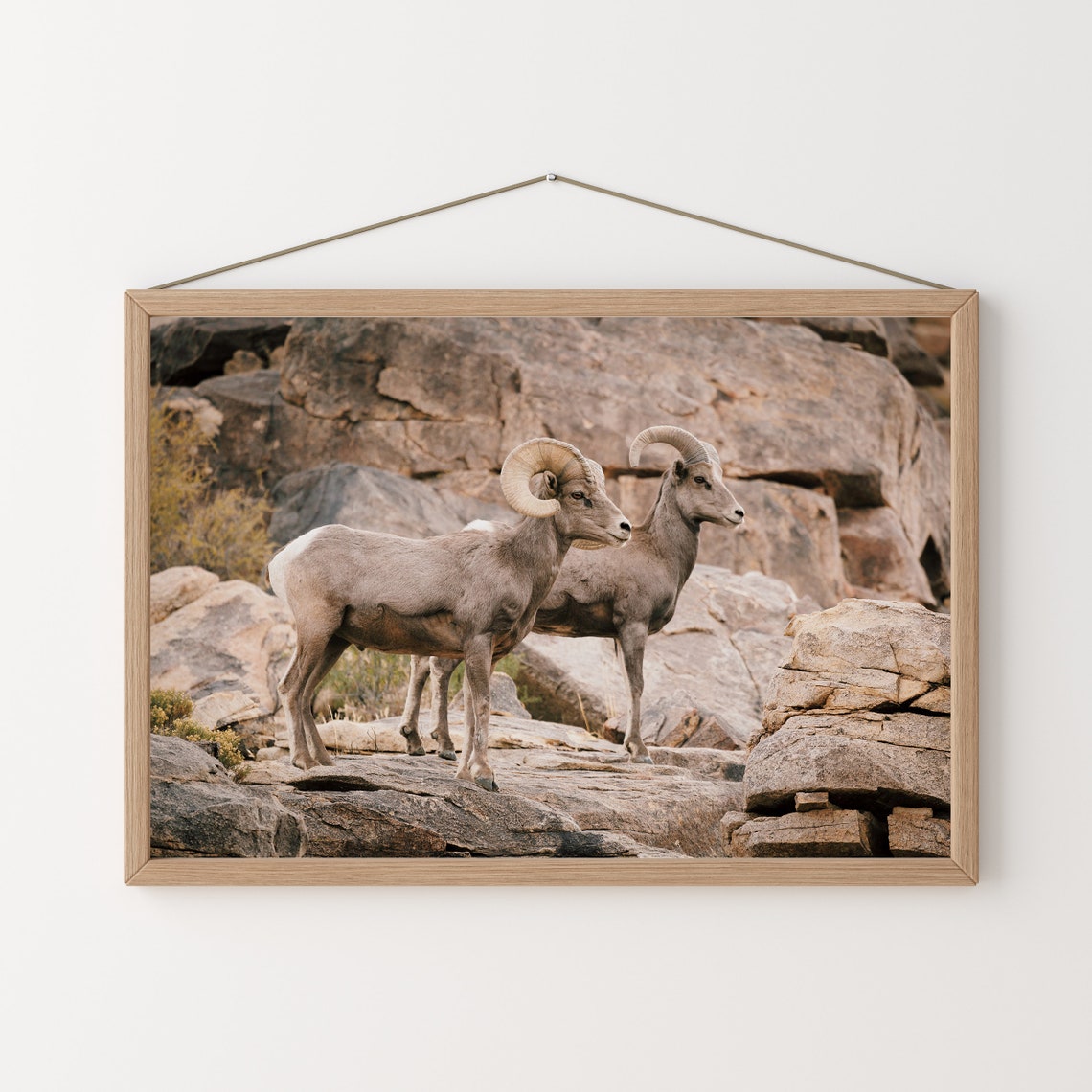 Desert Bighorn Sheep Pair on Rocky Cliffs Wildlife Photography Poster - Image 3
