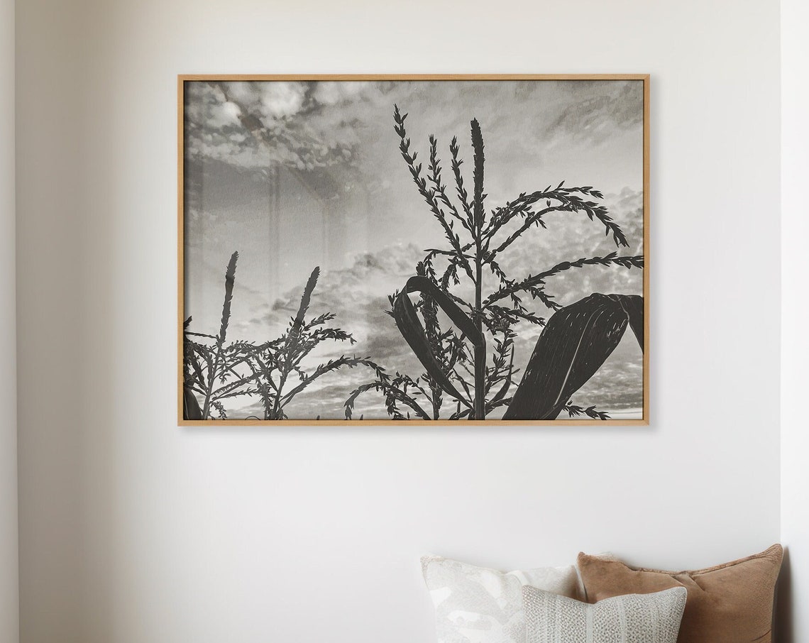 Black White Corn Stalk Silhouette Moody Farm Photography Wall Art