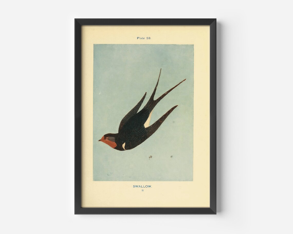 Vintage Swallow Art Print, Nature Bird Illustration - Image 3